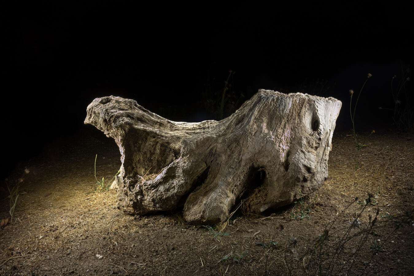 A horizontal light painting of a large, weathered tree stump, highlighting sculptural ridges and bleached wood grain.