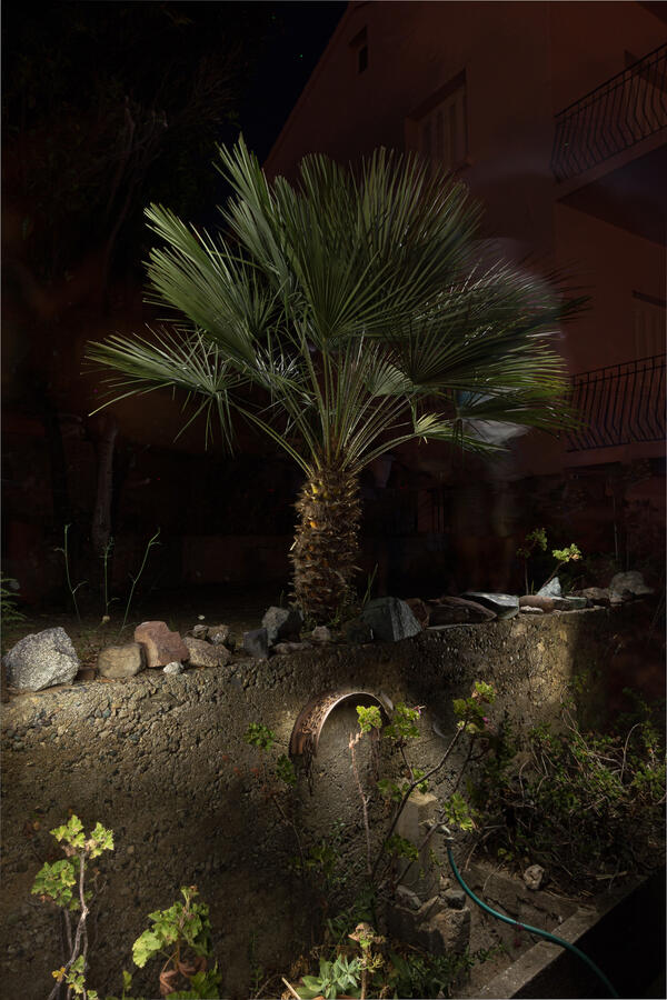 A vertical night photograph of a palm tree growing behind a stone retaining wall. Precise light painting highlights the sharp, fan-like fronds of the tree and the rugged texture of the wall below, while the background remains in deep shadow, revealing the