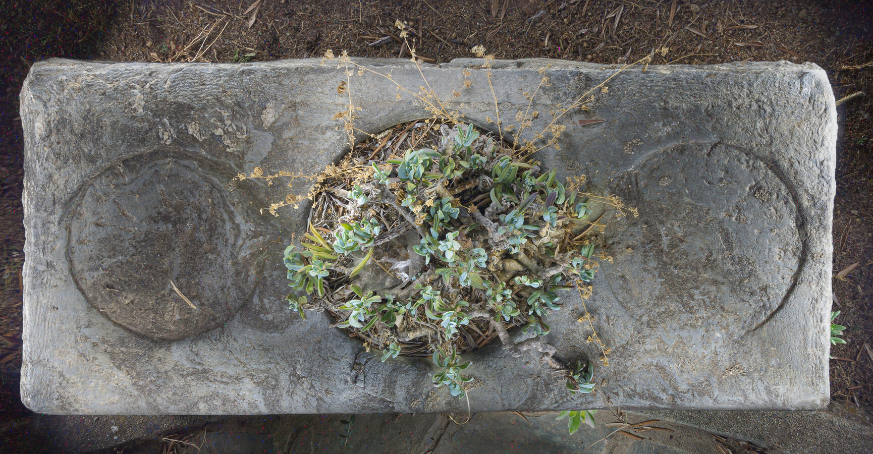 An overhead light painting of a rectangular stone slab with circular indentations and a succulent taking root.