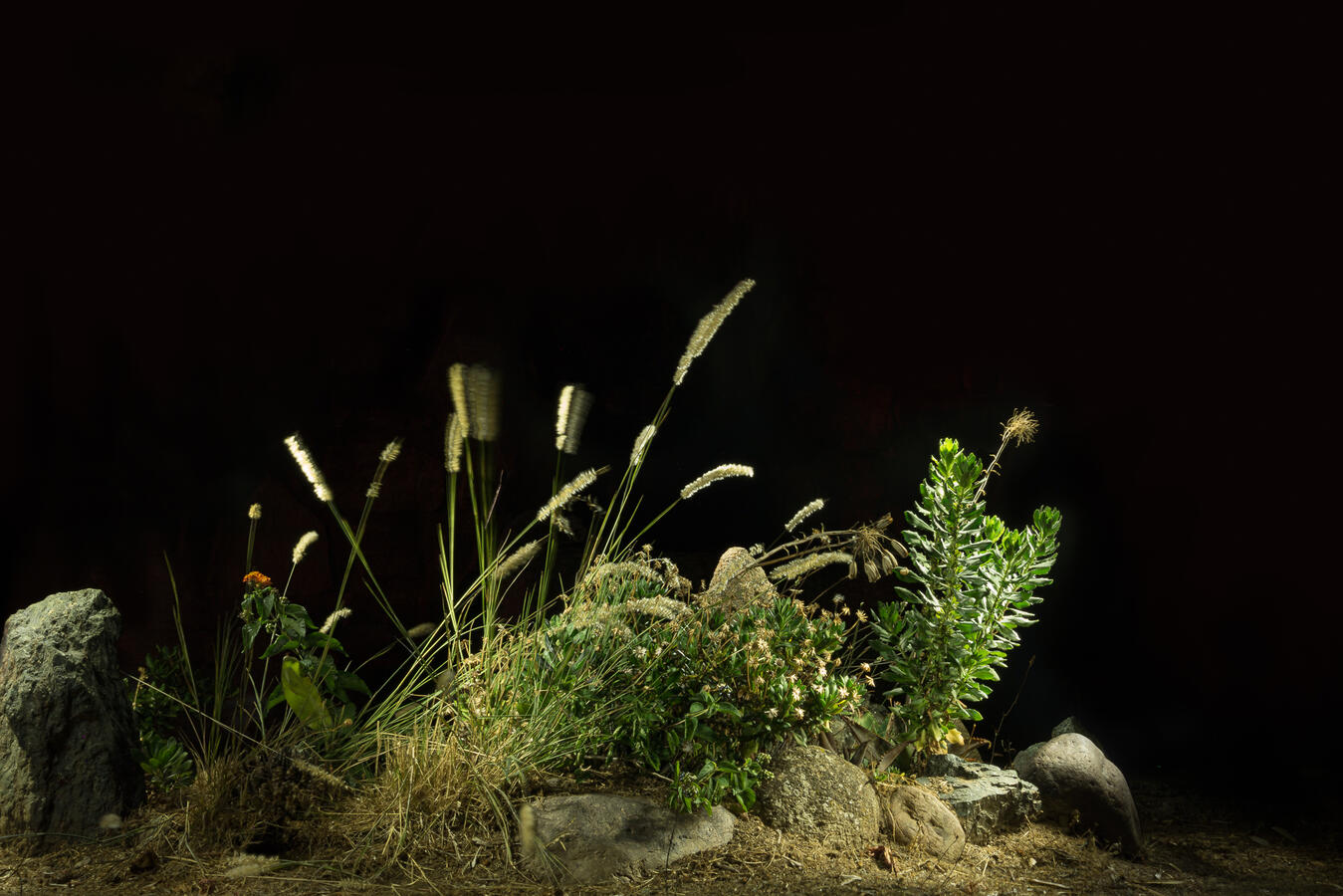 A horizontal light painting of a garden bed at night. While the rocks and low-lying succulents are sharply lit and static, several tall stalks of wild grass are blurred by the wind, creating a glowing, ethereal motion effect against the solid black backgro
