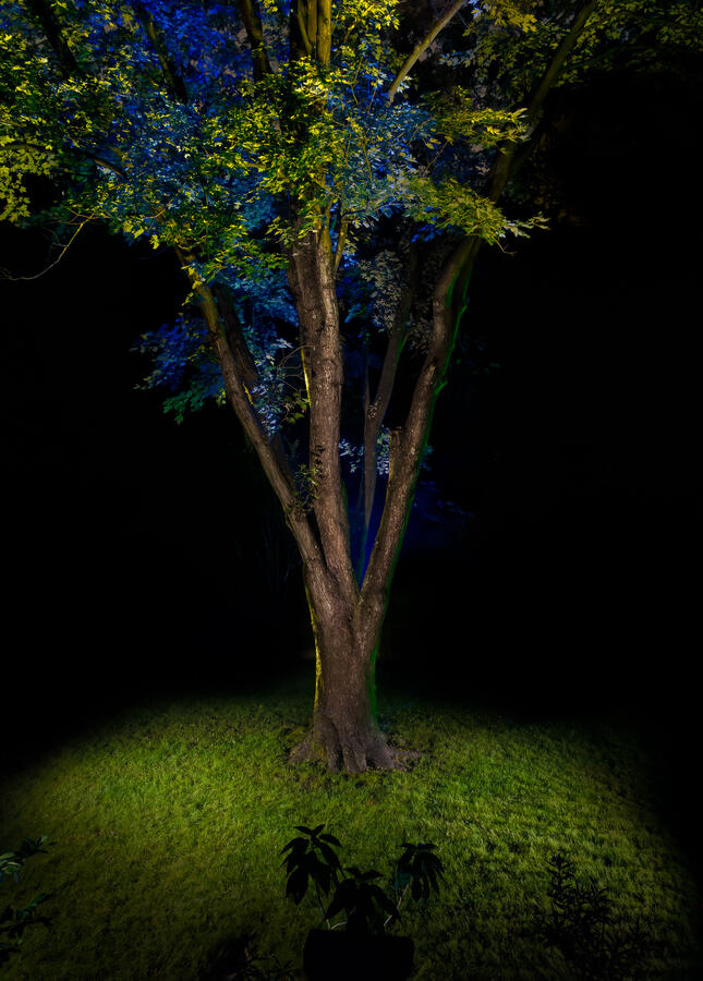 A vertical night photograph of a large Silver Maple tree. Light painting creates a dramatic contrast: the base of the trunk and the grass are illuminated with warm, golden light, while the upper branches and leaves are bathed in an ethereal blue, making th