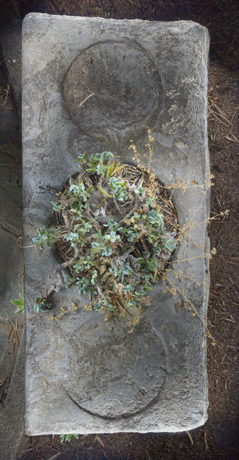 A vertical, overhead light painting of a weathered rectangular stone slab featuring three circular indentations. In the center circle, a hardy green succulent has taken root, surrounded by dried twigs. The lighting rakes across the stone, emphasizing every