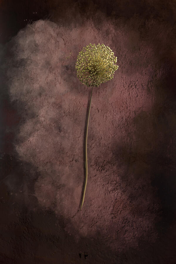 A vertical light painting of a single dried allium flower on a long, thin stem. The subject is set against a deeply textured, salmon-colored wall. Selective flashlight lighting highlights the intricate detail of the seed head, casting subtle shadows that g
